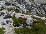 Planina Blato - Vodnikov Vršac (Vršac nad Zadnjico)